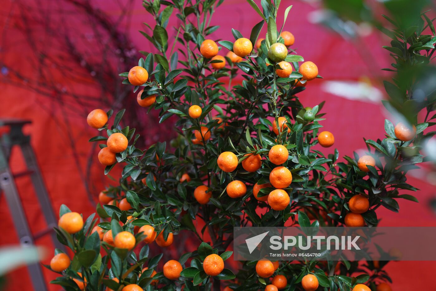 Vietnam Lunar New Year Preparations