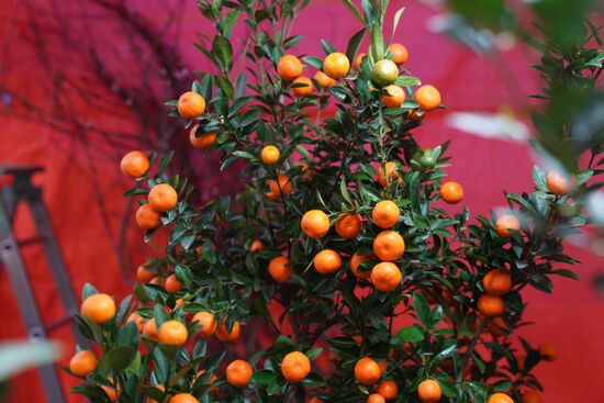 Vietnam Lunar New Year Preparations