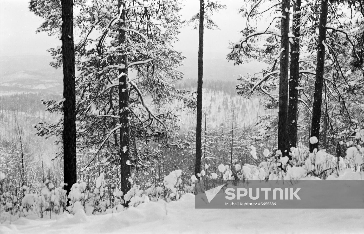 Siberian taiga