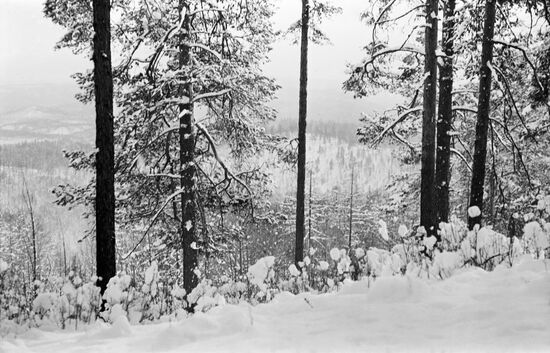 Siberian taiga