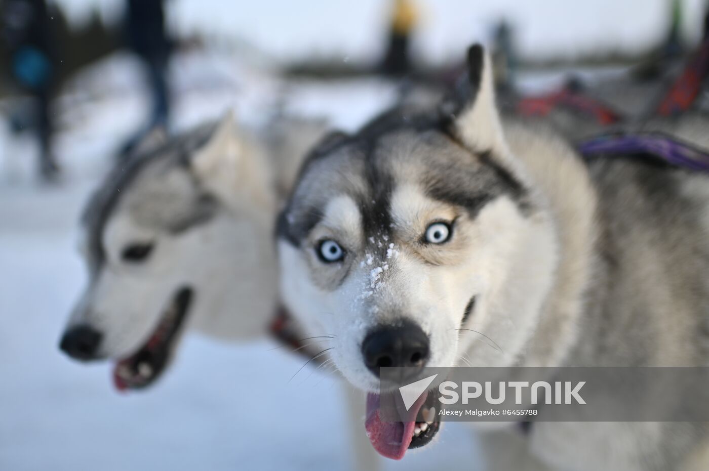 Russia Sled Dog Race