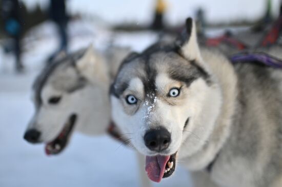 Russia Sled Dog Race