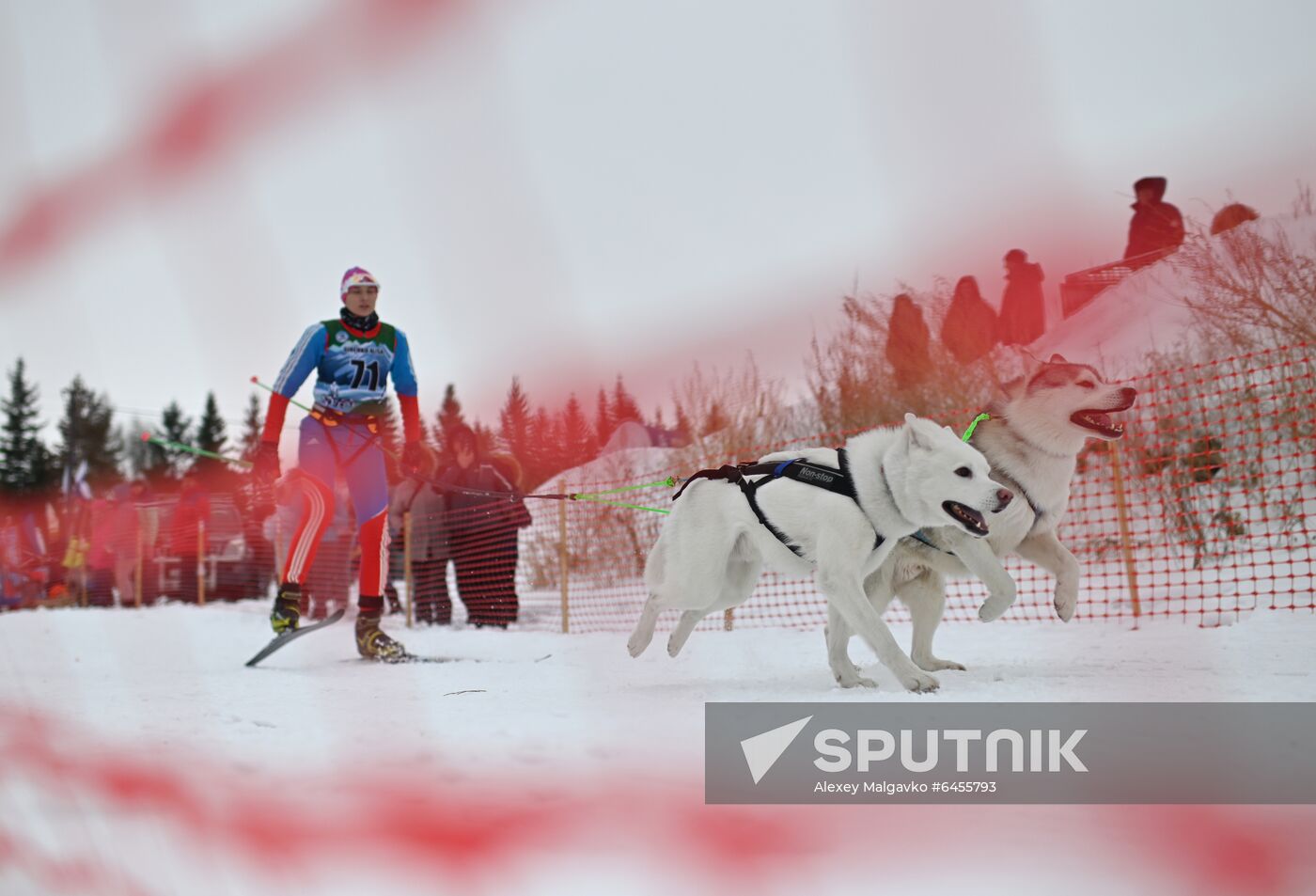 Russia Sled Dog Race