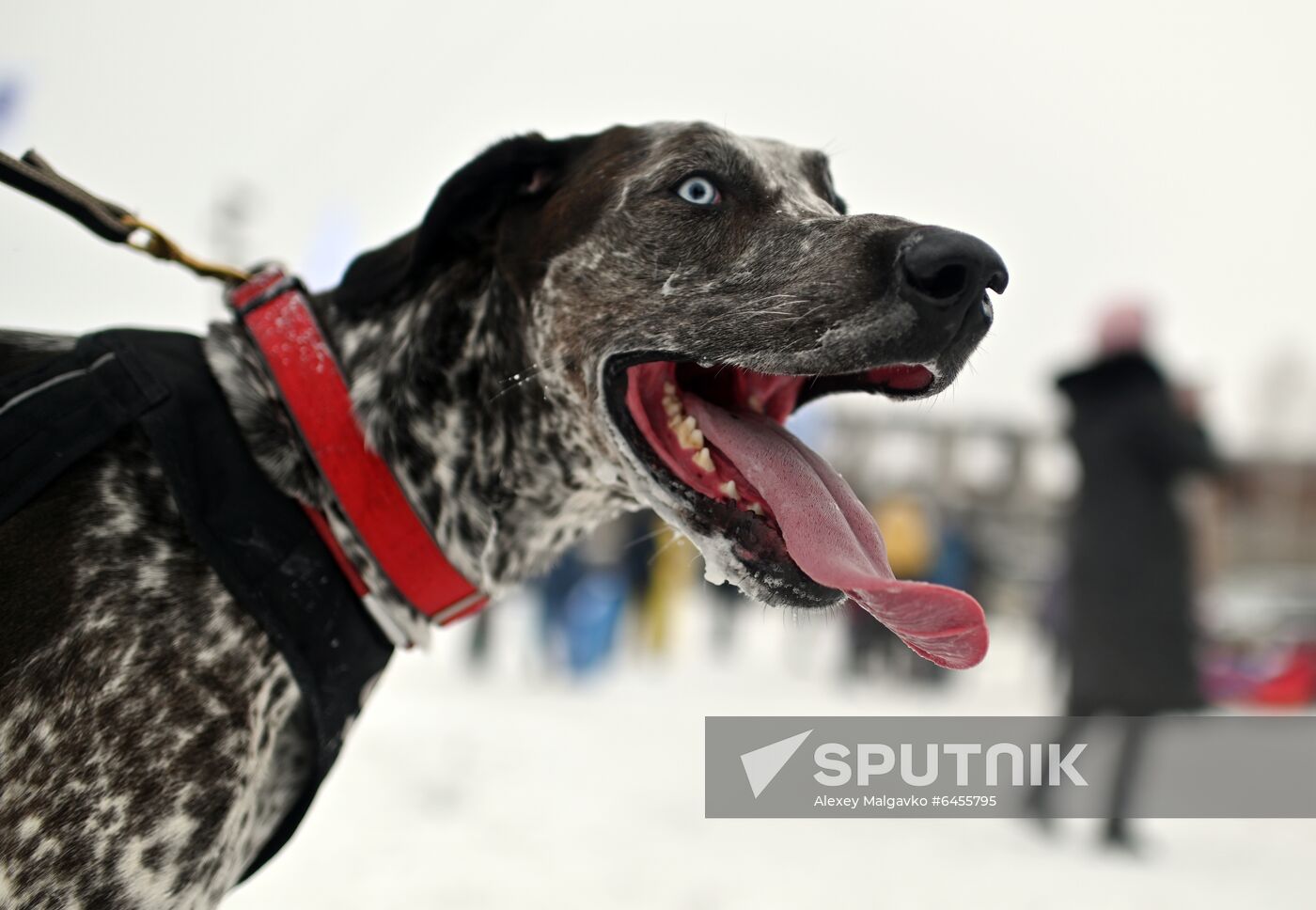 Russia Sled Dog Race