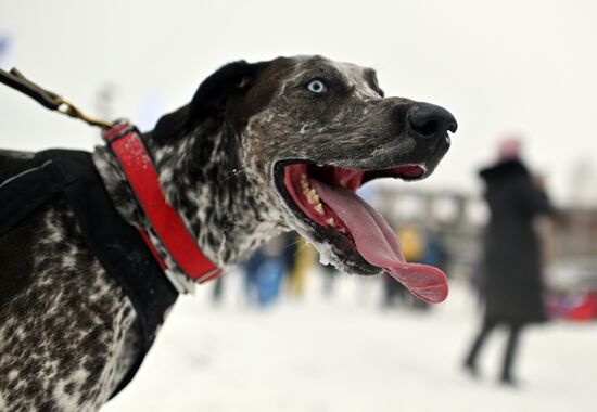 Russia Sled Dog Race