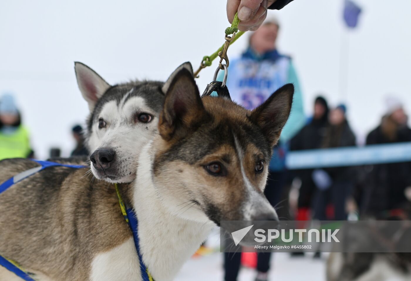 Russia Sled Dog Race