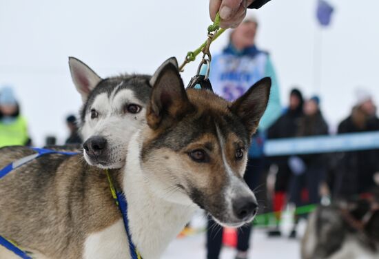 Russia Sled Dog Race