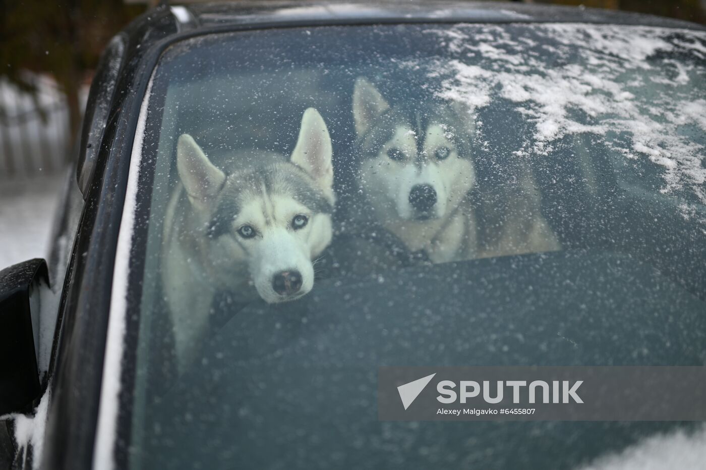 Russia Sled Dog Race