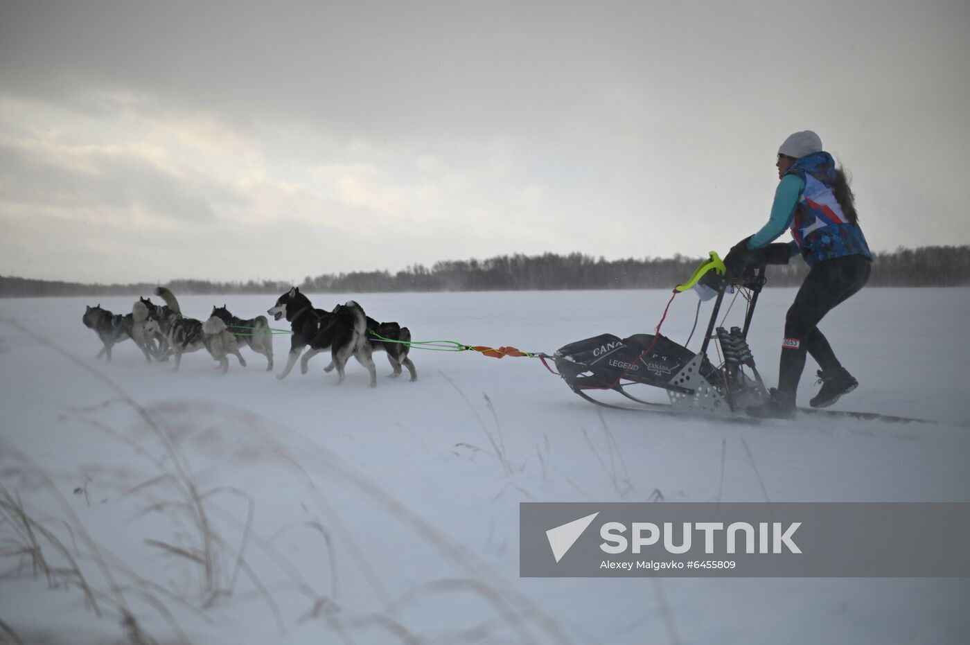 Russia Sled Dog Race