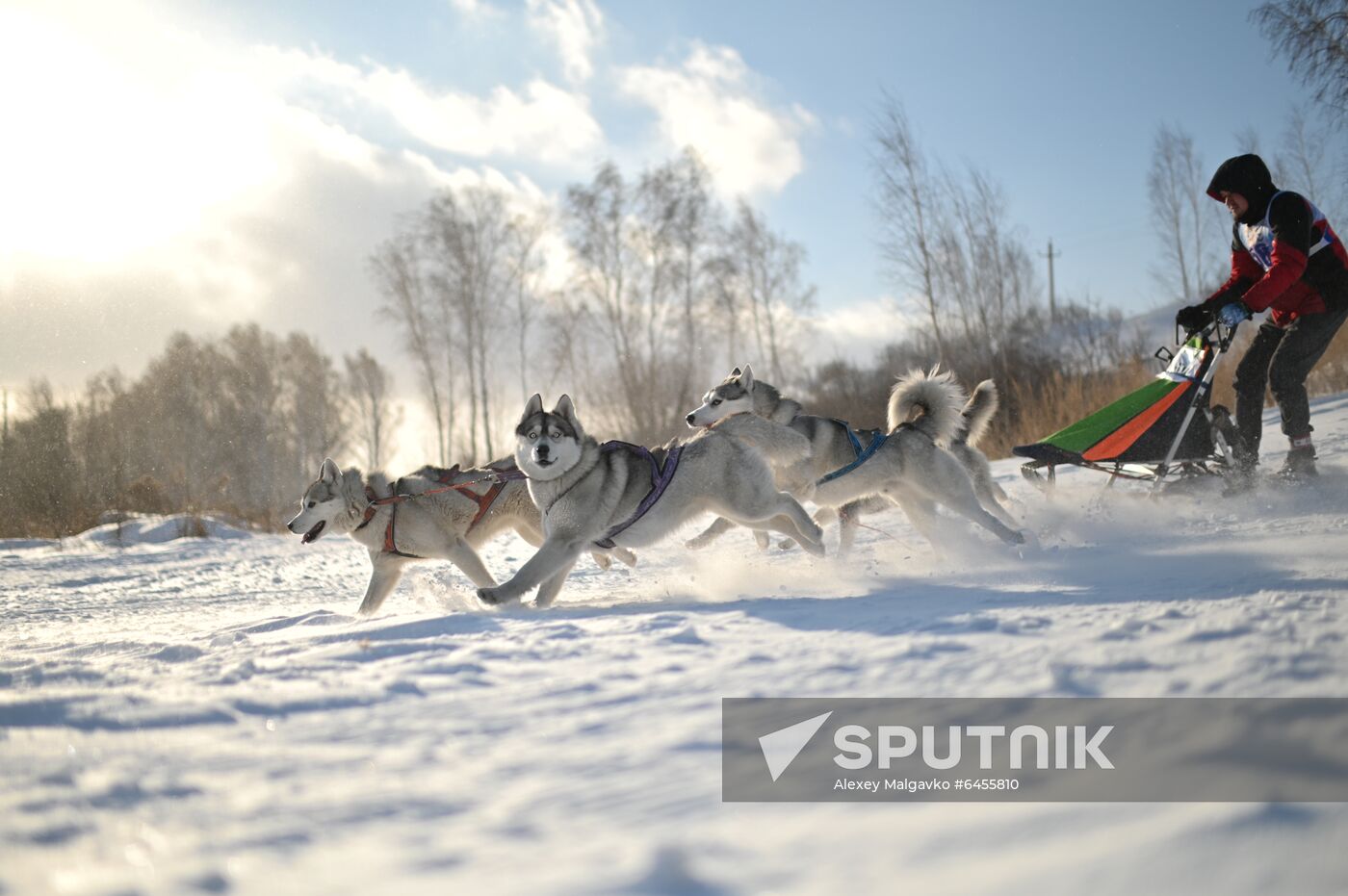 Russia Sled Dog Race
