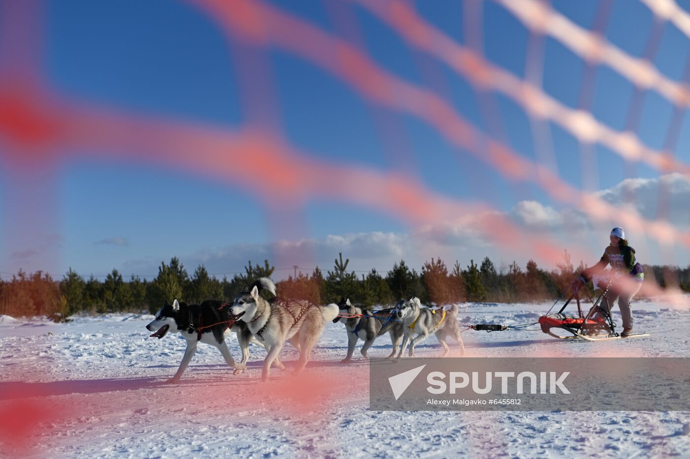 Russia Sled Dog Race