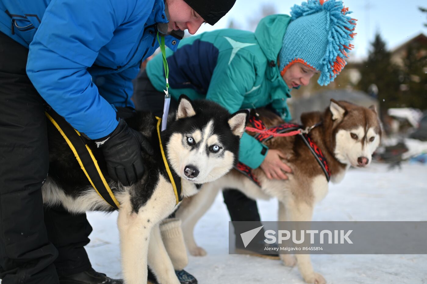 Russia Sled Dog Race