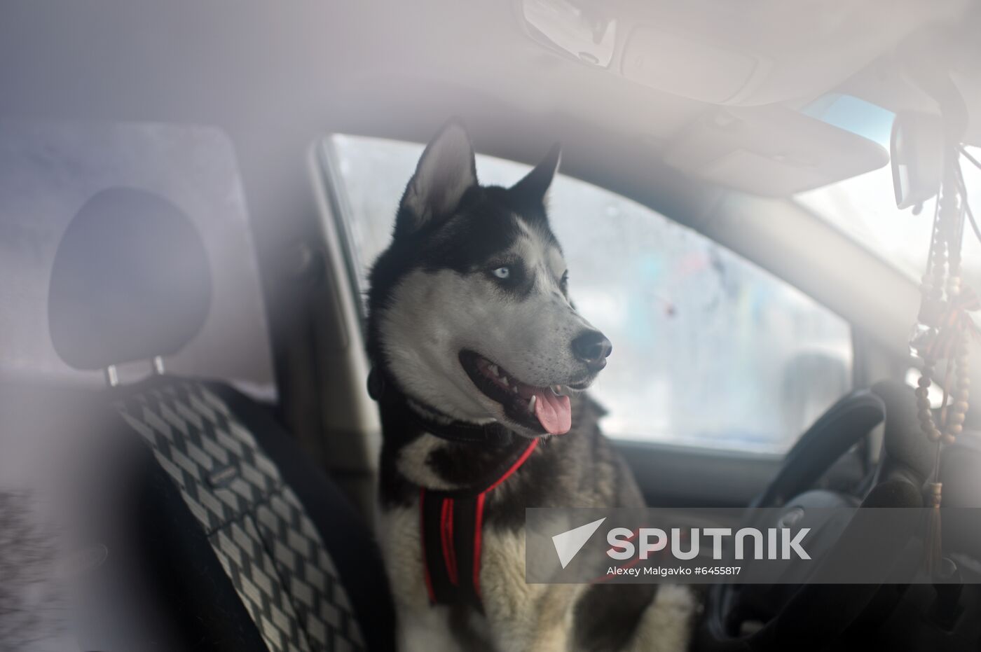 Russia Sled Dog Race