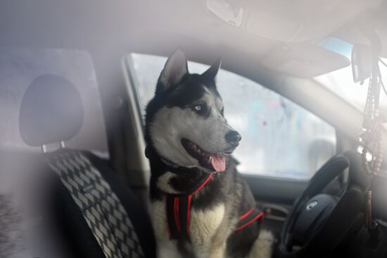 Russia Sled Dog Race