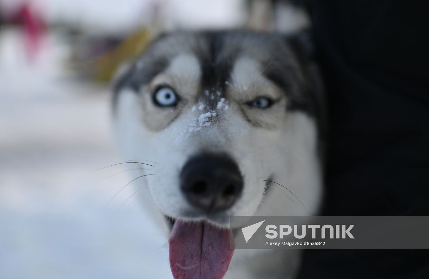 Russia Sled Dog Race
