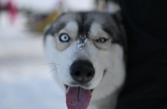 Russia Sled Dog Race