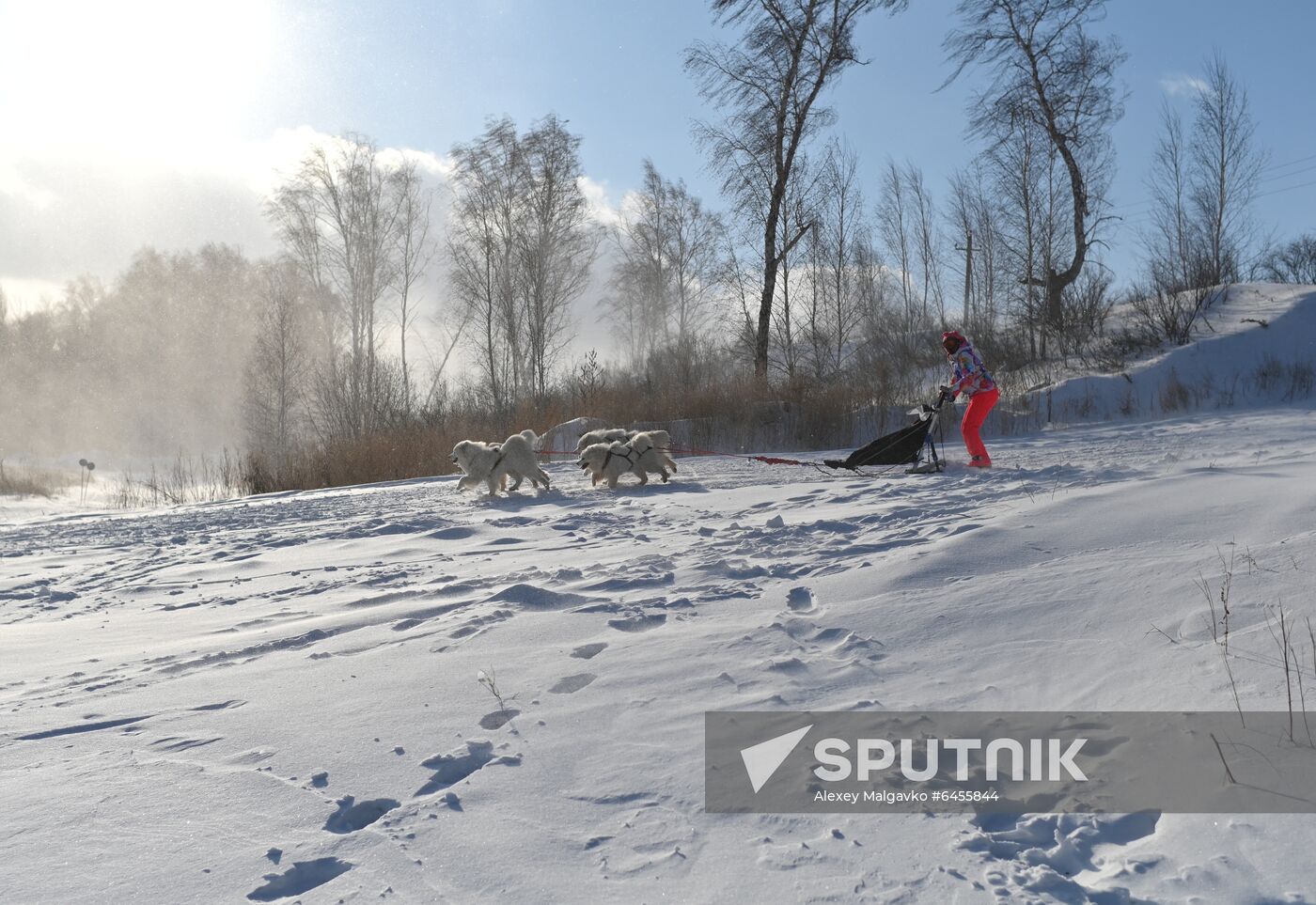 Russia Sled Dog Race