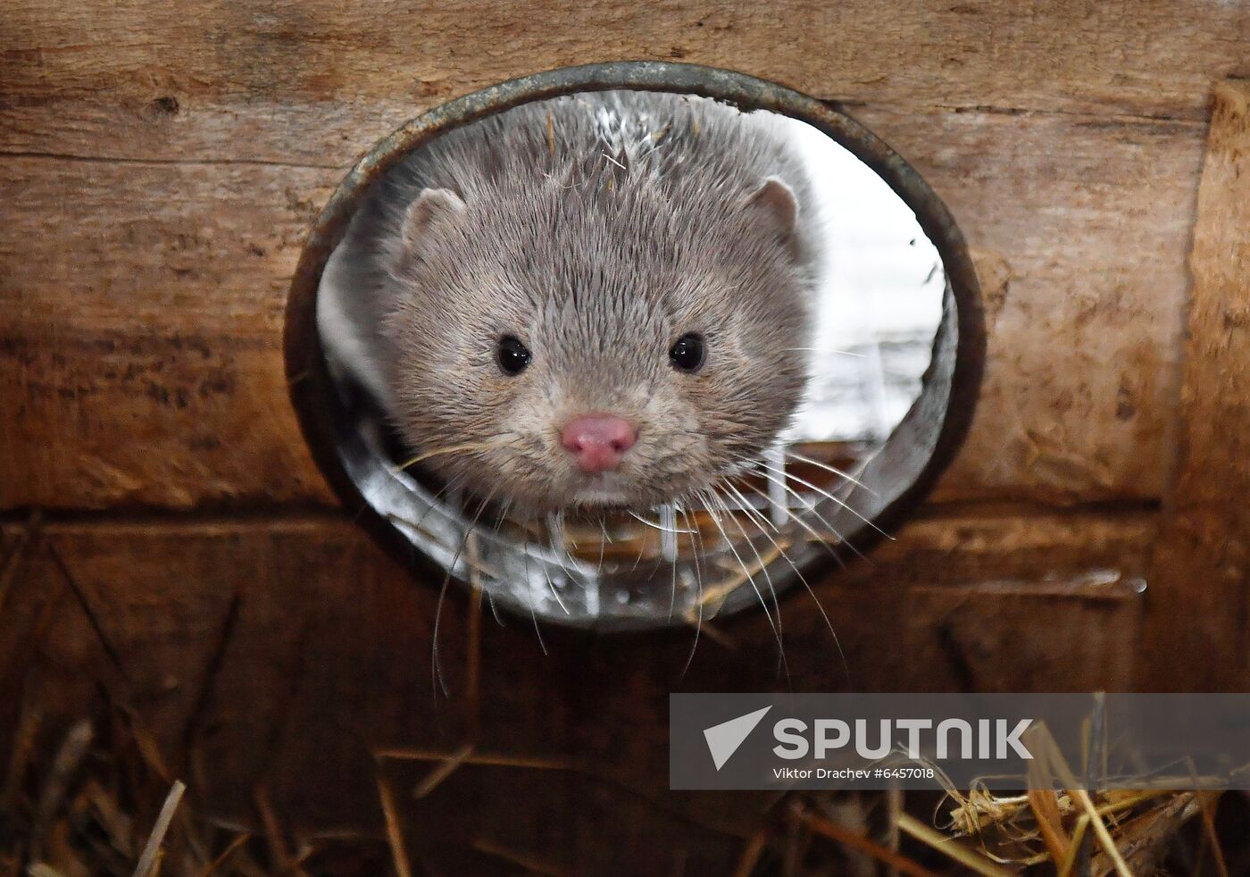 Belarus Mink Breeding