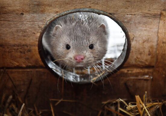 Belarus Mink Breeding