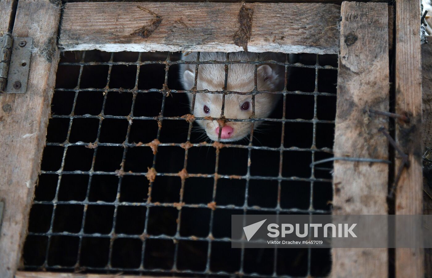 Belarus Mink Breeding