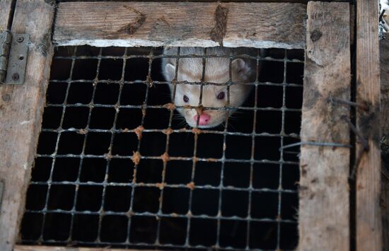Belarus Mink Breeding