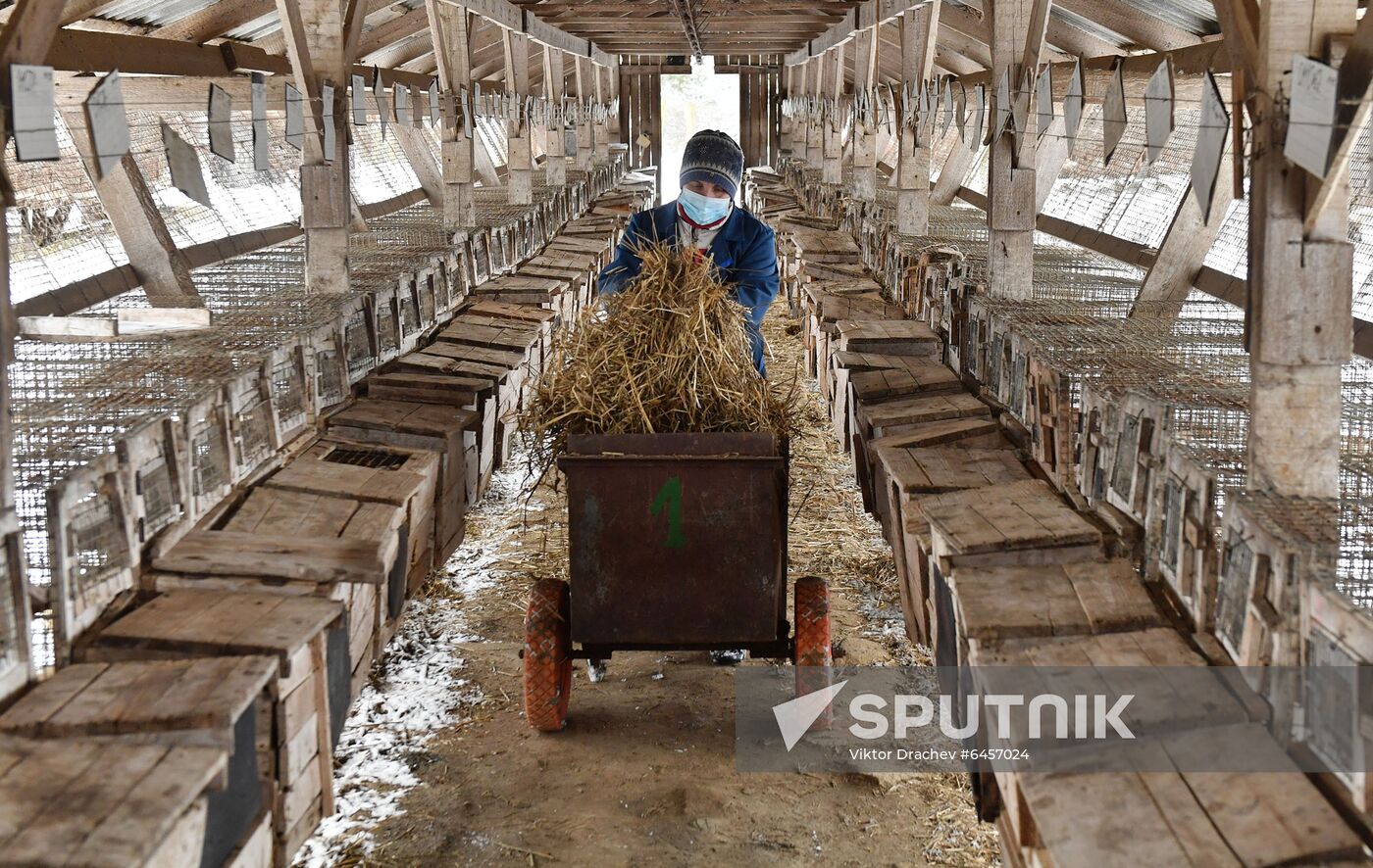 Belarus Mink Breeding