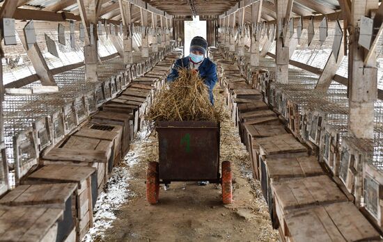 Belarus Mink Breeding