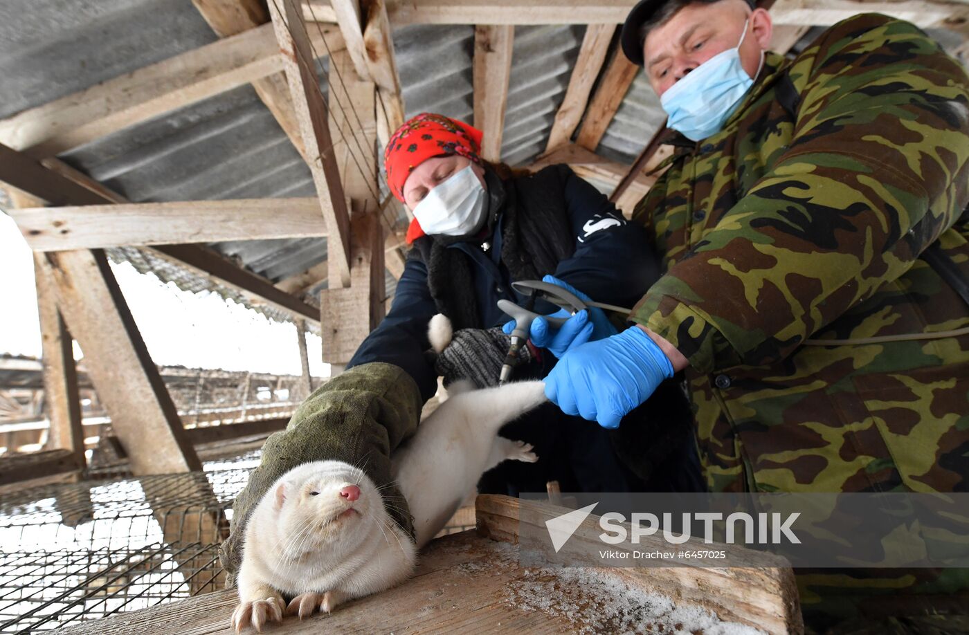 Belarus Mink Breeding