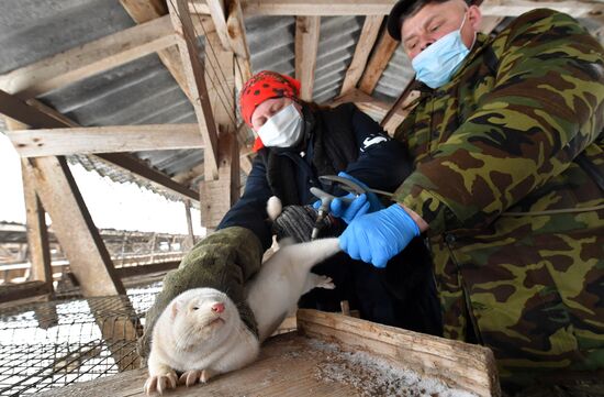 Belarus Mink Breeding