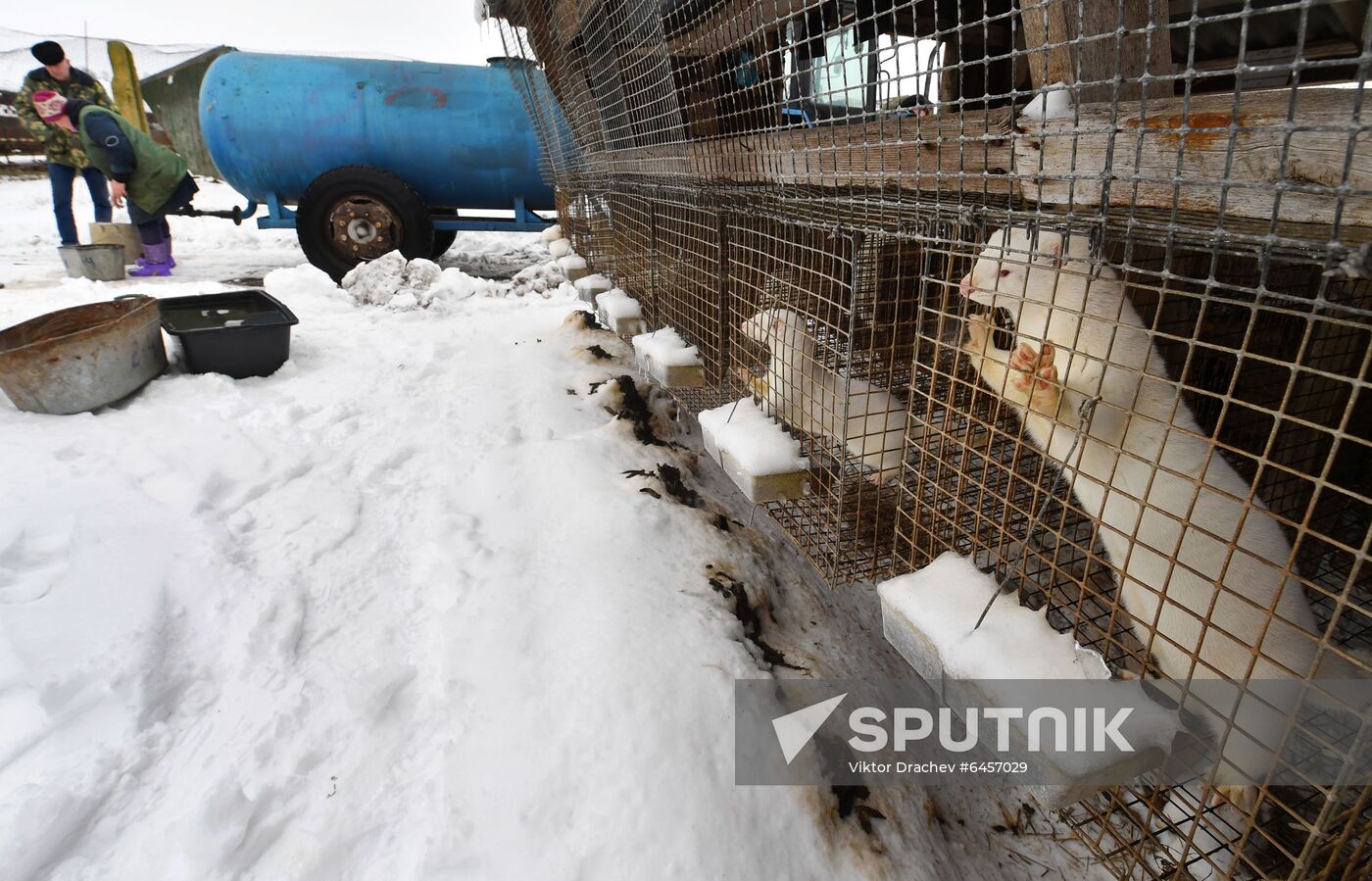 Belarus Mink Breeding