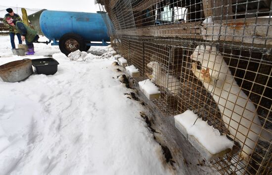 Belarus Mink Breeding