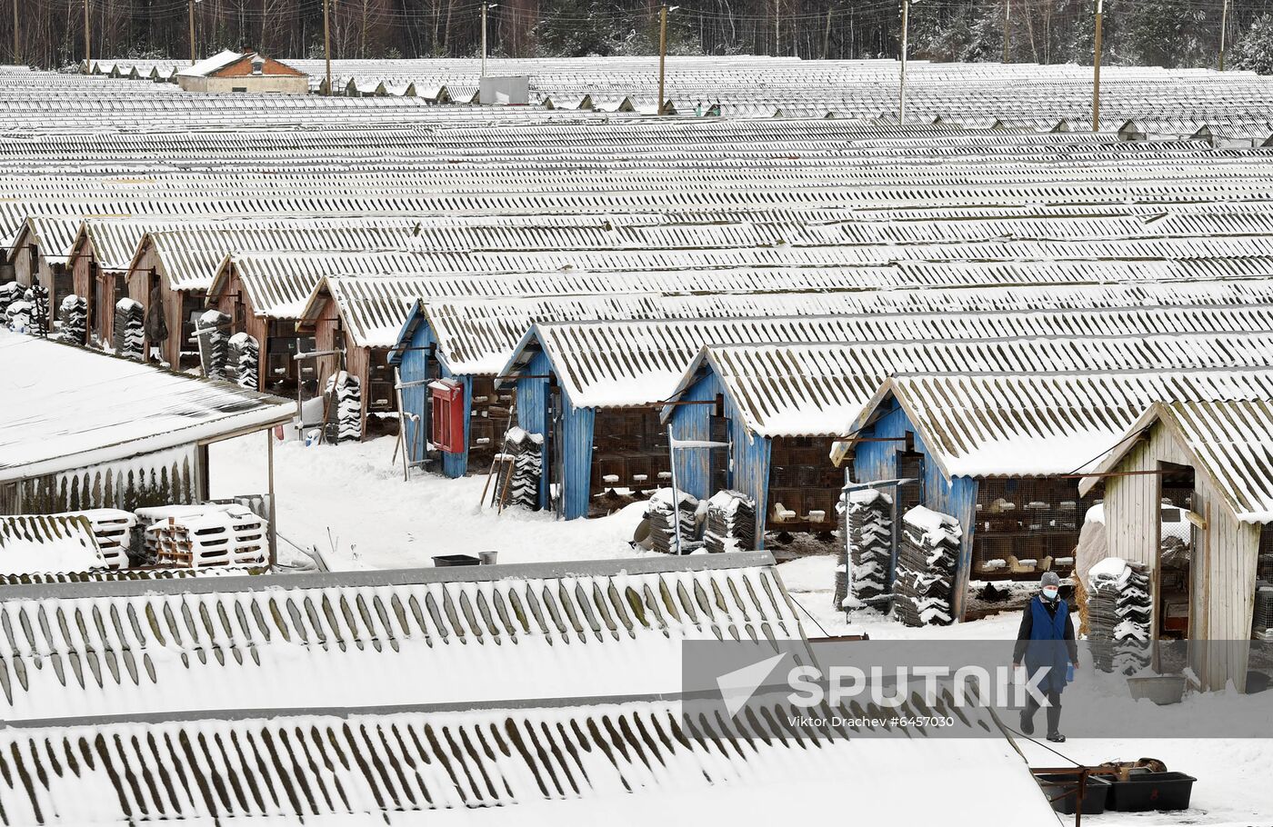 Belarus Mink Breeding