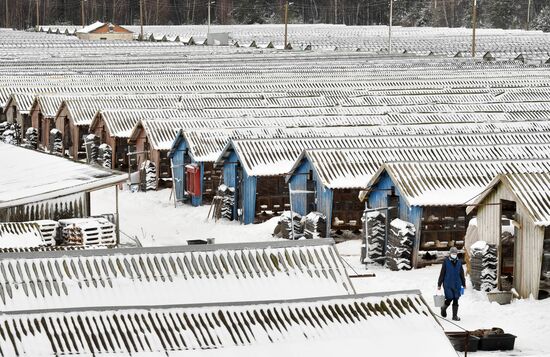 Belarus Mink Breeding