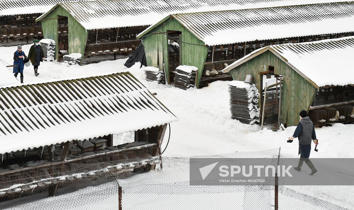 Belarus Mink Breeding