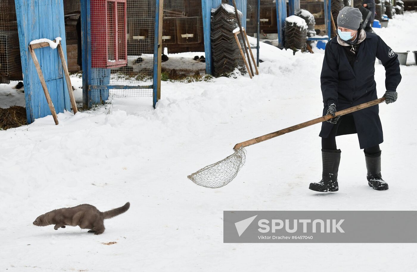 Belarus Mink Breeding