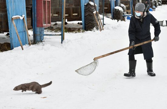 Belarus Mink Breeding