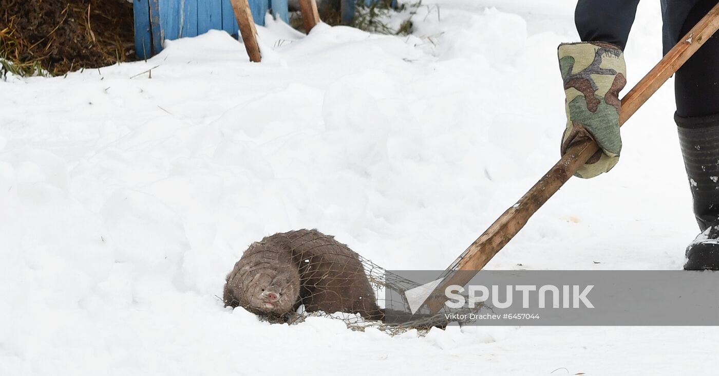 Belarus Mink Breeding