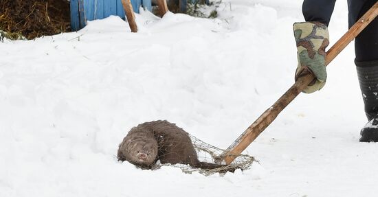 Belarus Mink Breeding