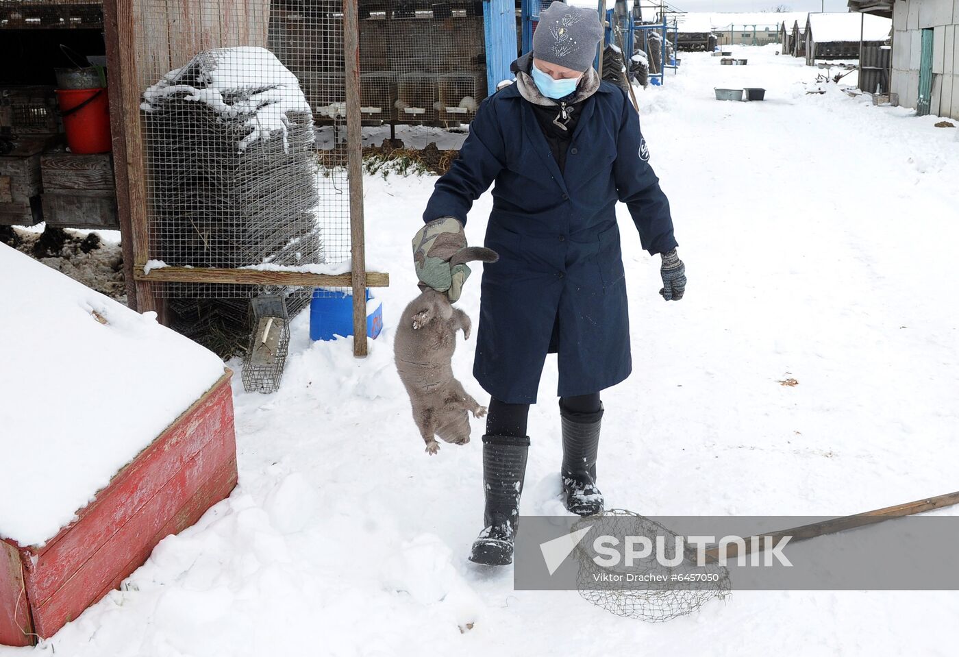 Belarus Mink Breeding