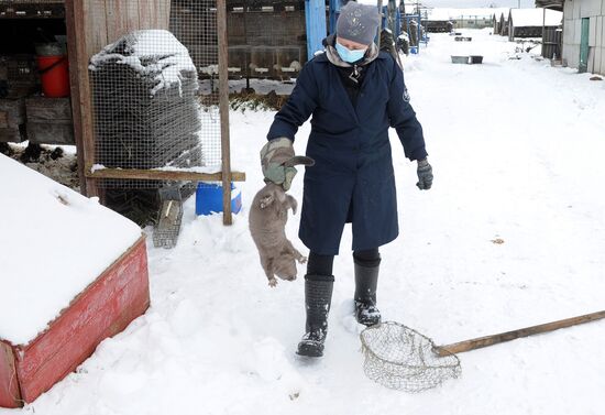 Belarus Mink Breeding