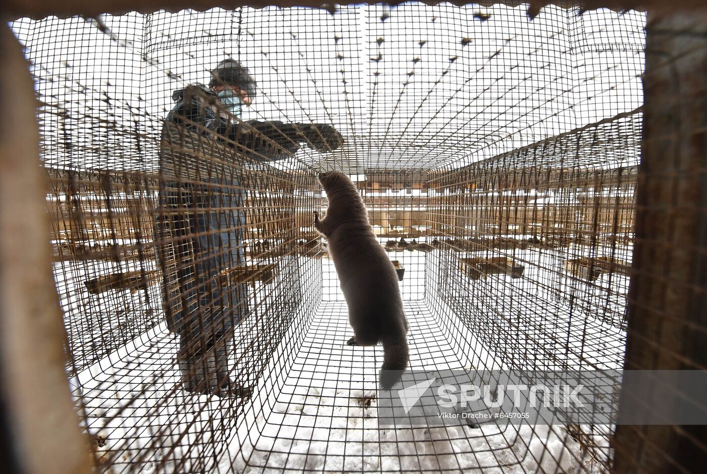 Belarus Mink Breeding