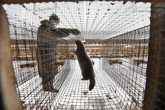 Belarus Mink Breeding