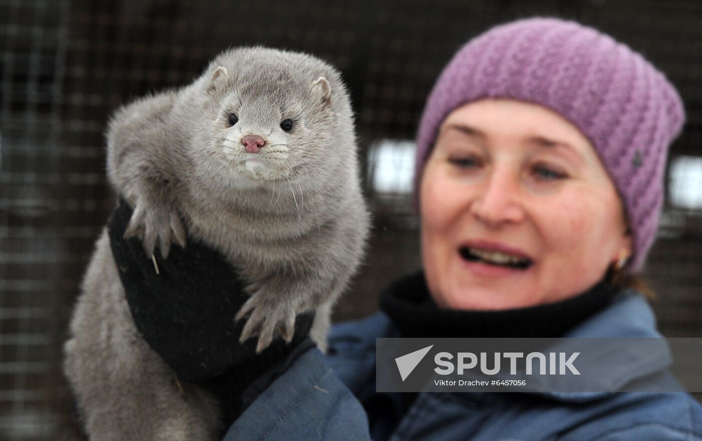 Belarus Mink Breeding