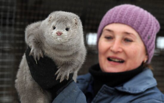 Belarus Mink Breeding