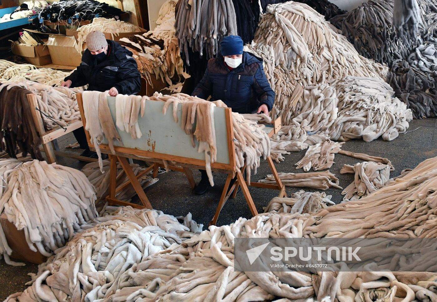 Belarus Mink Breeding