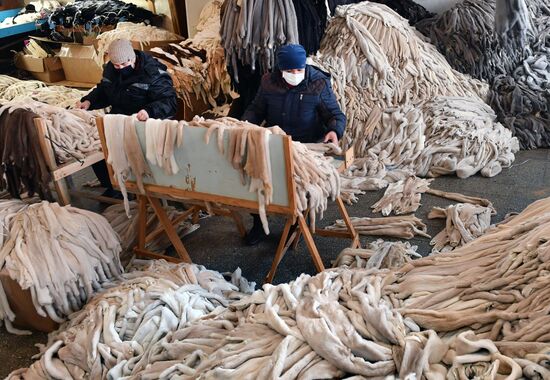 Belarus Mink Breeding