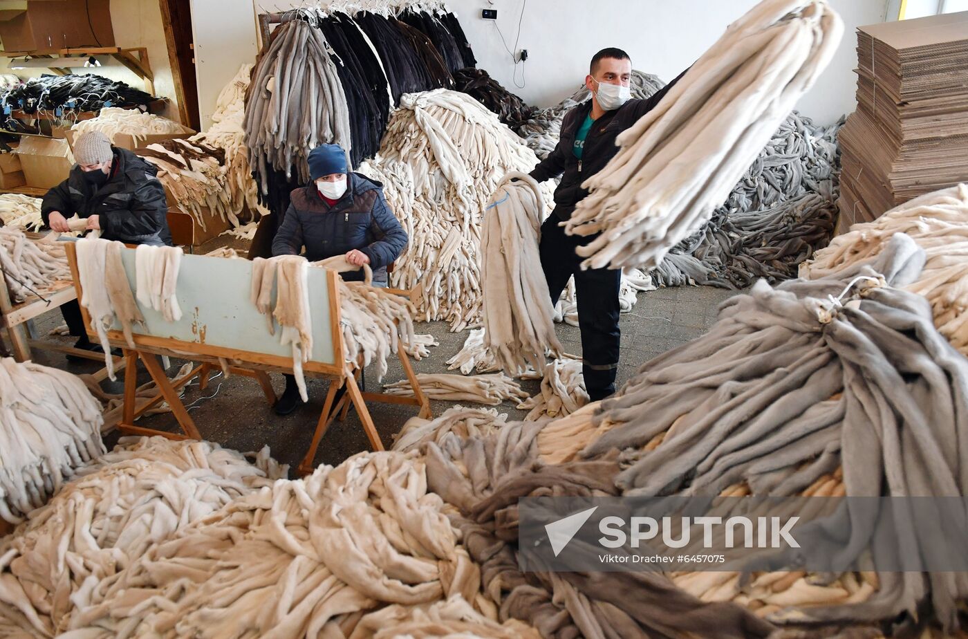 Belarus Mink Breeding