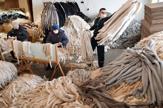 Belarus Mink Breeding