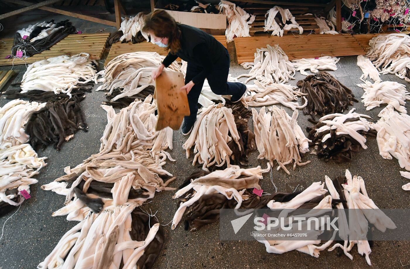 Belarus Mink Breeding