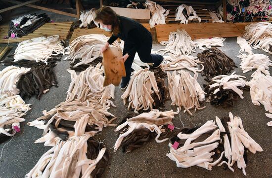 Belarus Mink Breeding